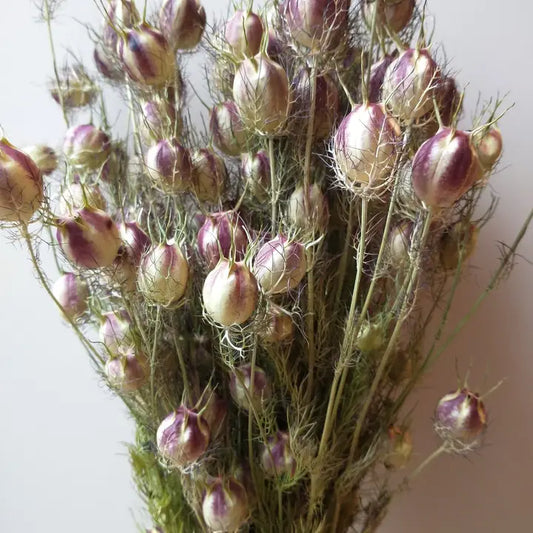 Natural Love-in-a-Mist Seed Heads
