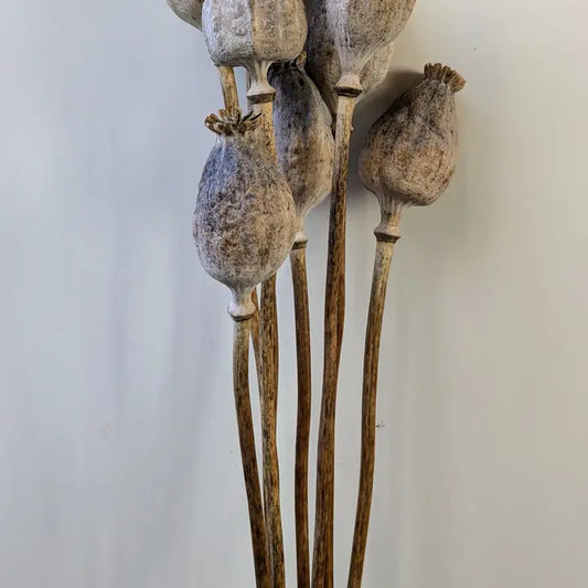 Natural Poppy Seed Pods