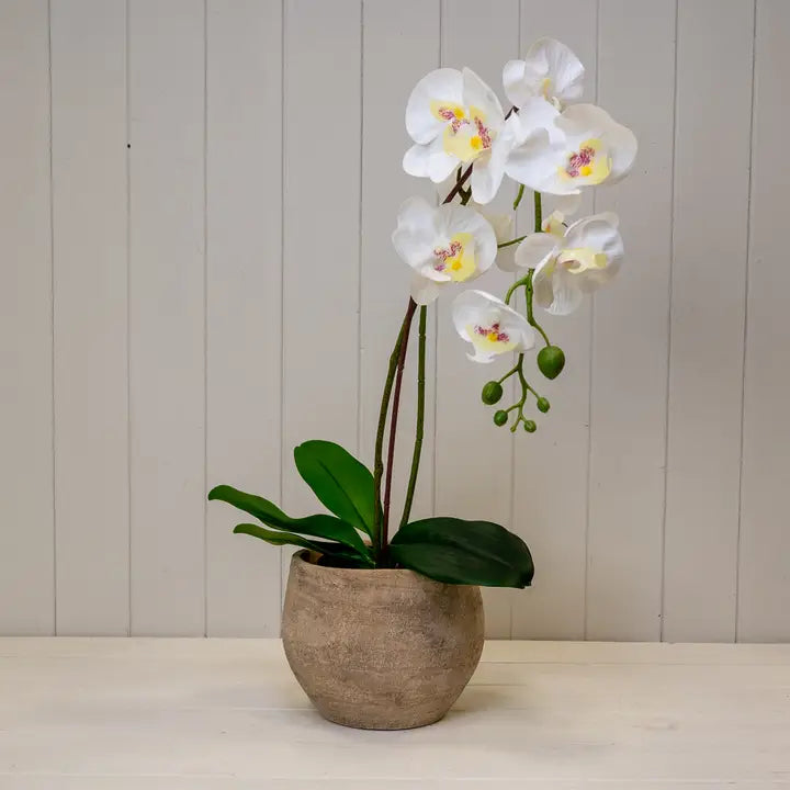 Large Cement Pot | The Edith Collection