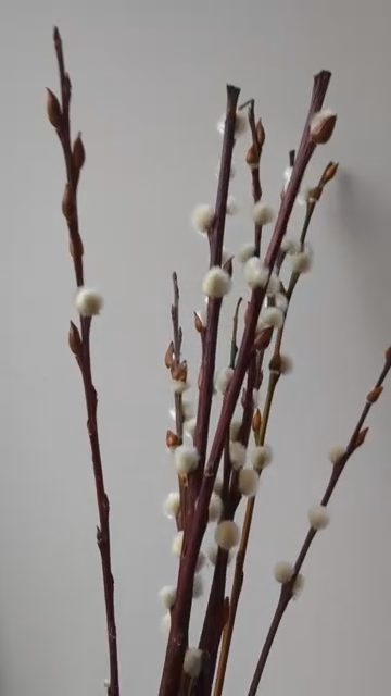 Dried Pussy Willow Bunch