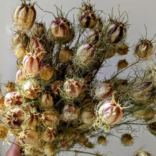 Natural Love-in-a-Mist Seed Heads