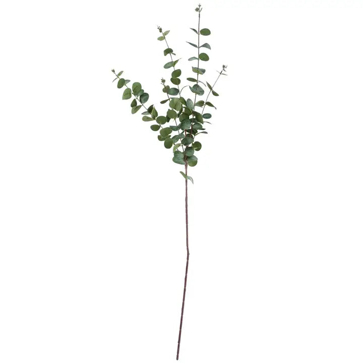 Eucalyptus Foliage