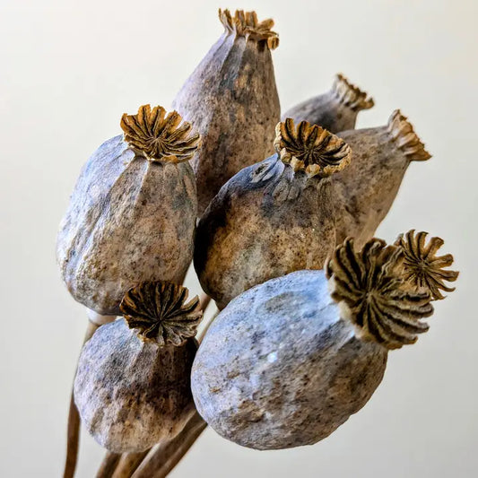 Natural Poppy Seed Pods