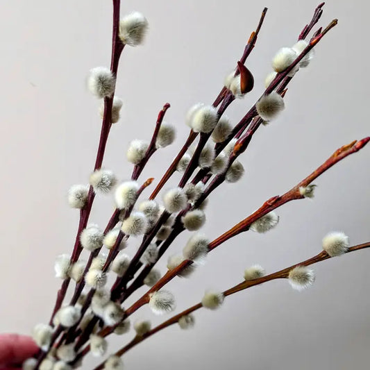 Dried Pussy Willow Bunch
